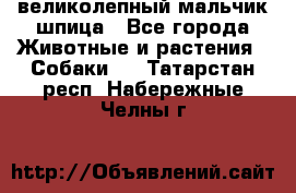 великолепный мальчик шпица - Все города Животные и растения » Собаки   . Татарстан респ.,Набережные Челны г.